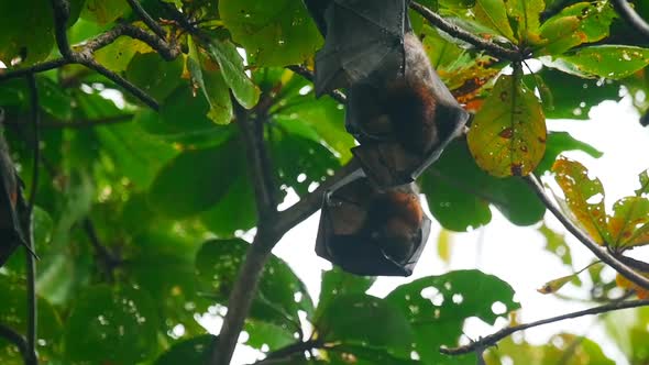 Flying Foxes Hanging on a Tree Branch and Washing Up