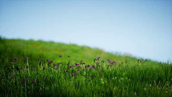 Field of Green Fresh Grass Under Blue Sky