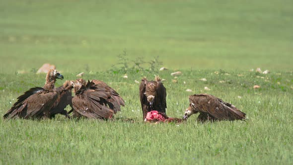 Wild Vulture Herd Eating a Dead Animal Carcass