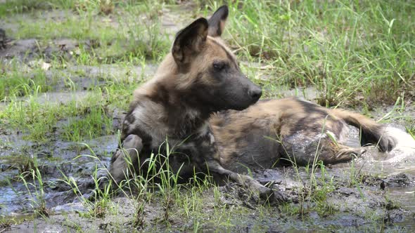 African wild dog resting in a mud puddle