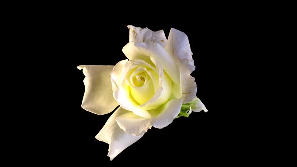 Beautiful Opening White Rose Isolated on Black Background