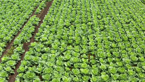 Rows of Cabbage Plantation in the Field. Vegetables Grow in a Rows.