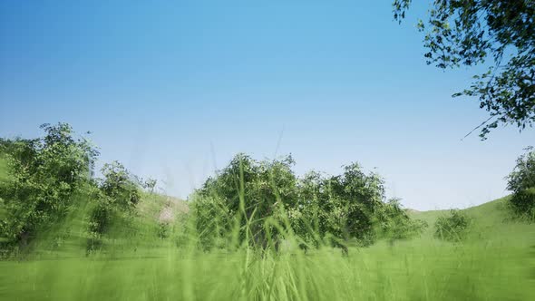 Magical Mountain Forest with the Trees Growing on Hills