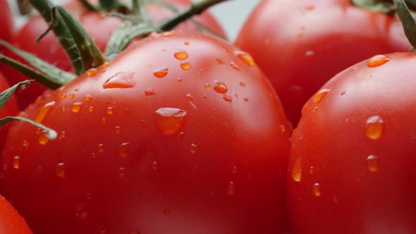 Red fresh tomato cluster on vines close-up 4K 2160p 30fps UHD tilting footage - Wet organic tomato v