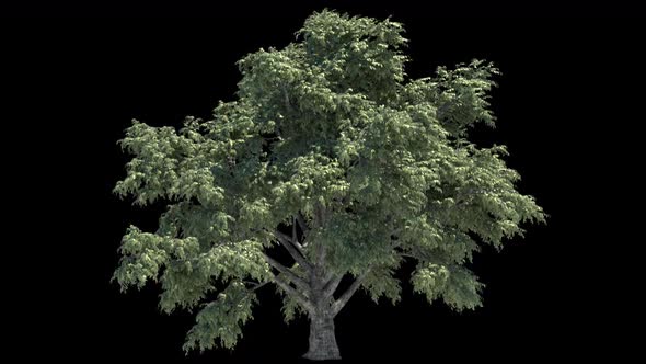 Tree Growth Animation With Alpha Channel