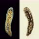 Worm Archicotylus Sp, Under the Microscope, Families Dendrocoelidae, Endemic - VideoHive Item for Sale