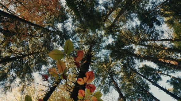 Autumn forest vertical to the Sky