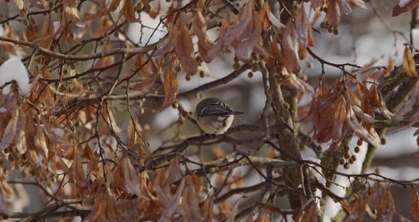 Parus Major. Bird Tit In Winter. New Year's And Christmas. A Snowy Forest In Winter