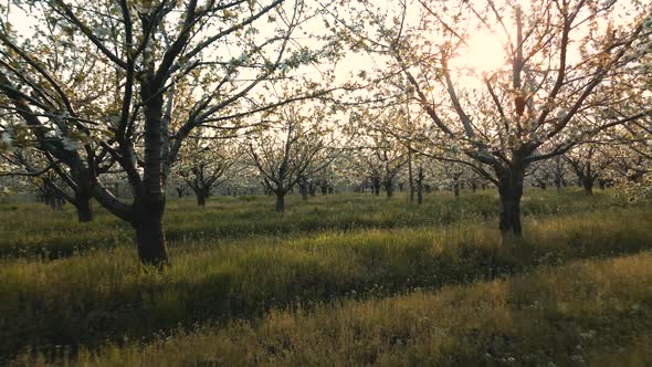 the Drone's Flight Through the Blossoming Cherry Trees