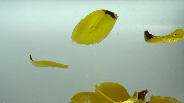 Petals of Tulips Fall in Water