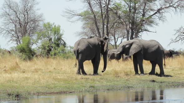 African elephant Africa safari wildlife and wilderness