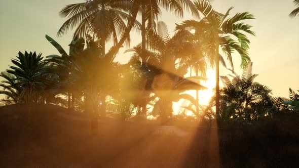 Sunset Beams Through Palm Trees