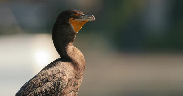 Double-crested Cormorant Bird Behavior During Mating Season.  Colorful Seabird