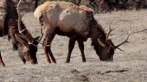 A small herd of segregated bull elk near Estes Park Colorado are grazing in early spring.  They are