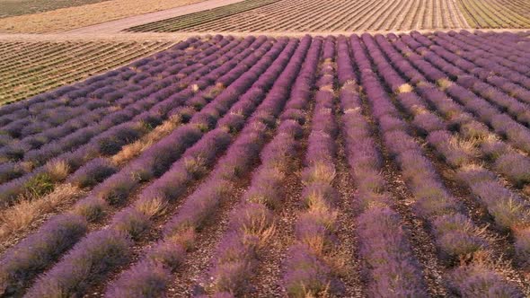 Drone View Over Valensole Provence, France