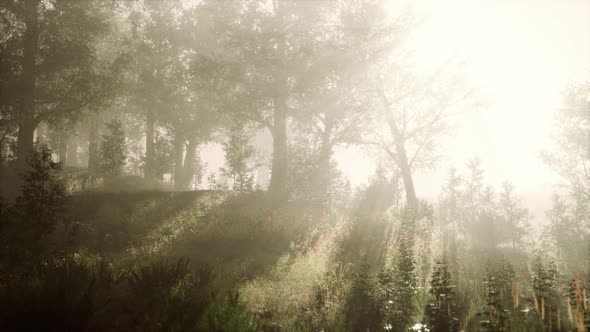 Sun Beams Pour Through Trees in Foggy Forest