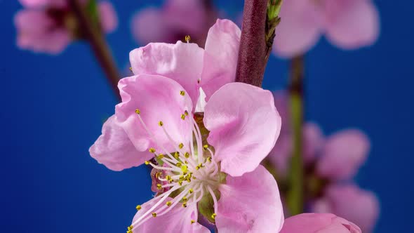 Peach Blossom Timelapse 3