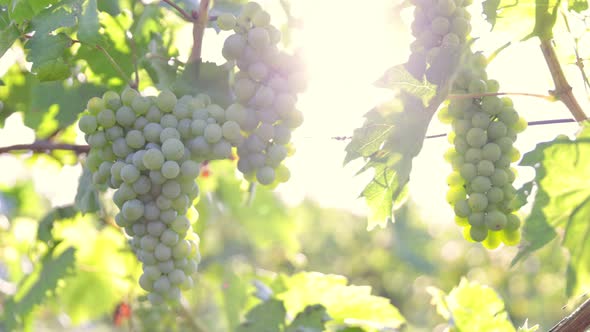 Slow Motion Shot of Ripe White Grapes in Sunny Vineyard