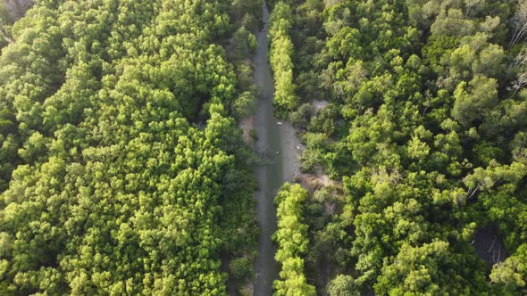 Aerial view mangrove tree