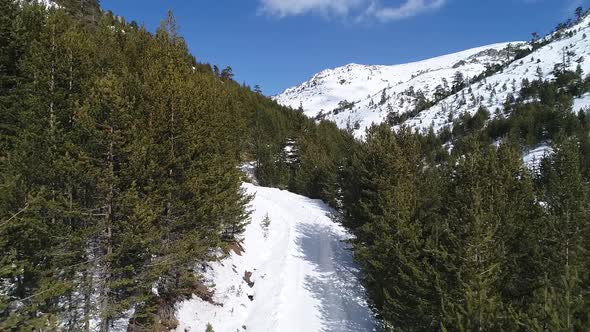 Snow-covered road among pine trees.