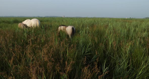 White Camargue horses, Foal in the reeds.
