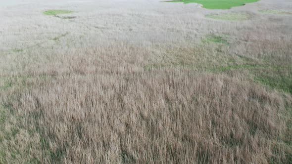 Aerial View of a Thicket of Reeds