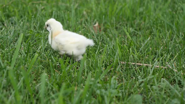 Cute Solo Baby Chicken Joining Family in Farm Grass Field - Ground Level