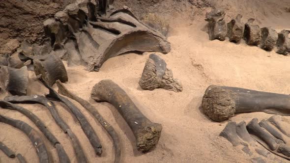 Panning view of dinosaur bones in the sand and rock