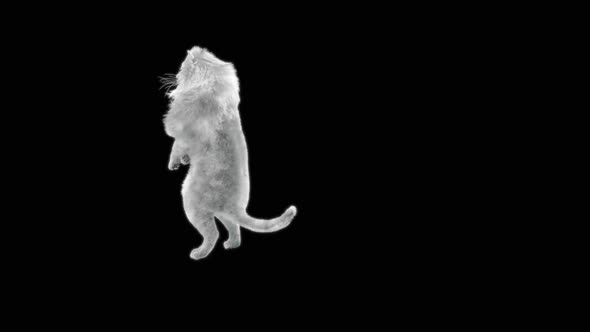 68 White Lion Dancing HD
