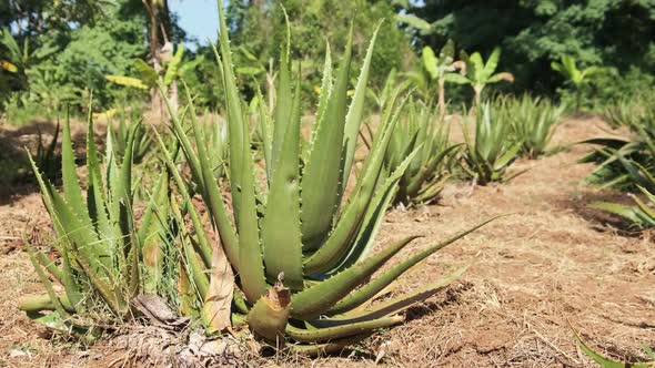 Growing Rows of Aloe Vera in Africa Zanzibar Plantation in Nature