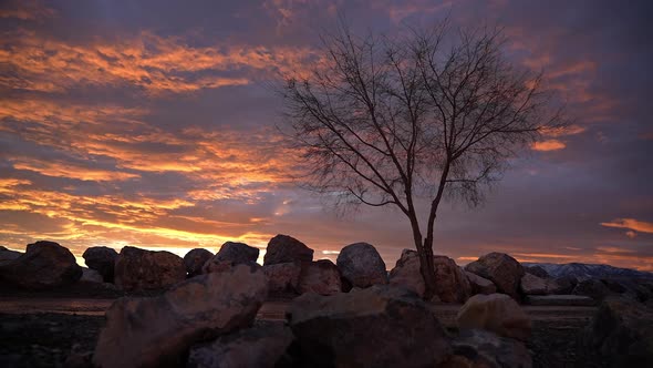 Panning view of colorful sunset with single tree against the sky