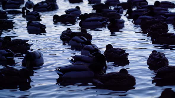 Ducks on the lake swim in the evening