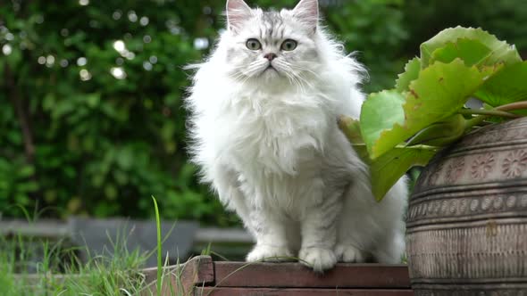 Cute Persian Cat Sitting In The Park