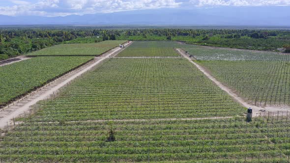 Drone Shot Fly Over Grape Vineyard within Mountainous Tropical Plateau Area of Bahoruco, Neiba, Domi