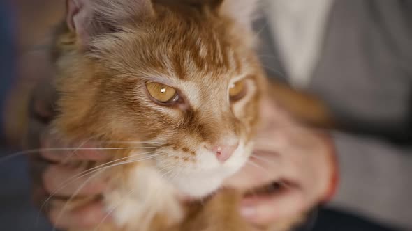 Eye Macro Male Hands Petting and Tickling Large Maine Coon Cat