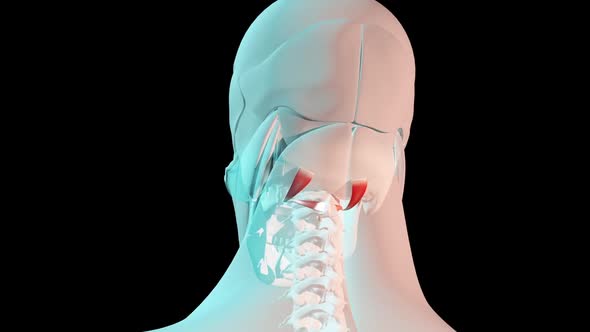 Oblique Capitis Superior And Inferior Muscles Anatomical Position On Human Body