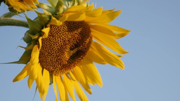 Details of Helianthus plant  3840X2160 UltraHD footage - Blue sky and sunflower  in the field 3840X2