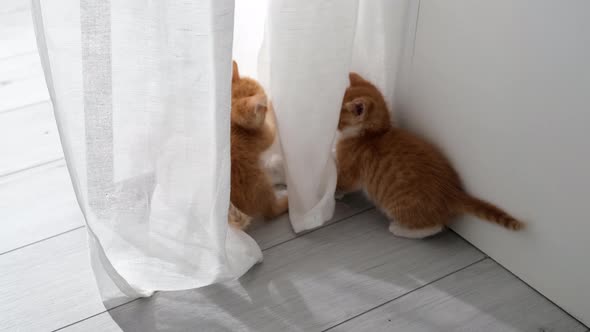 Two Curious Kittens Cats Playing with White Curtains Hanging Jump Up Hidden at Home