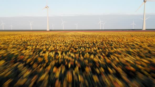 Flying Over Dutch Tulips In Field Revealing Wind Turbines At Wind Farm Generating Clean And Sustaina