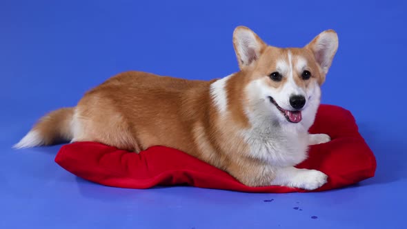 Welsh Corgi Pembroke Lies on a Red Pillow in the Studio on a Blue Background