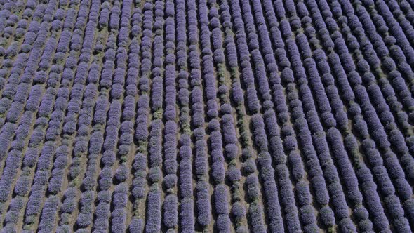 A Lavender Field Filmed with a Drone Moving From Top to Bottom