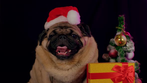 Pug Dog in a Hat Like Santa Claus