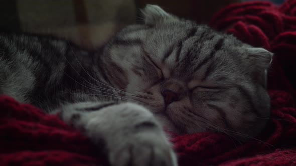 Closeup cute Scottish fold and Scottish straight cat lies in a couch on a red knitted bedspread.