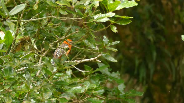 Flame Colored Tanager perched between leafy branches in the thick forest of Costa Rica.