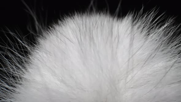 White Fur Natural. Animal Wildlife Hair Fur.