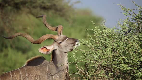 Kudu Bull Feeding On A Tree