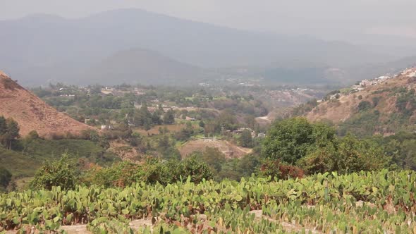 cactus fields at foreground and mountains on the back