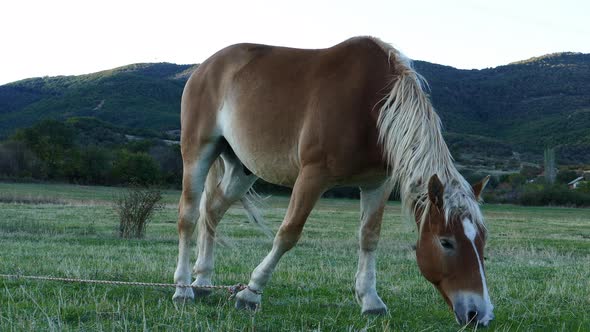 Horse Graze On A Meadow