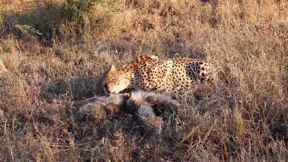 Cheetah mom and cute cubs eat Impala antelope in tall gold grass
