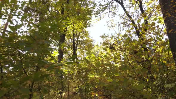 Trees in the Forest on an Autumn Day